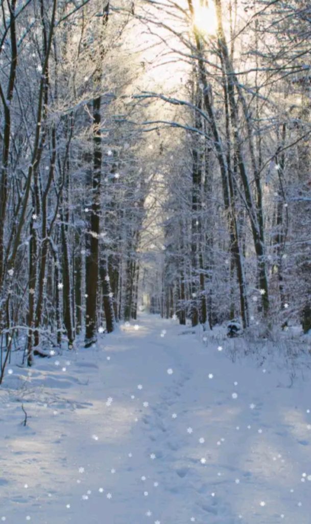 Woods In The Winter - 609x1024 Wallpaper - teahub.io