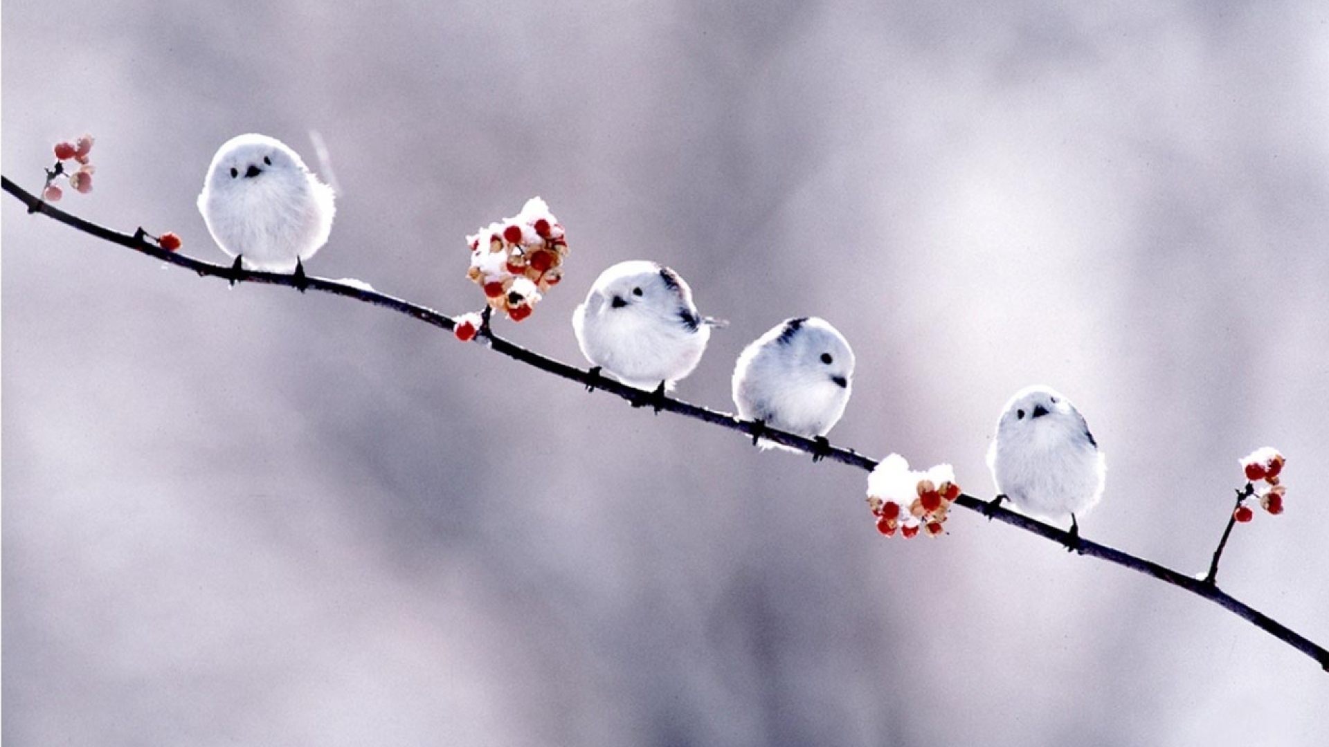 Long Tailed Tit - HD Wallpaper 