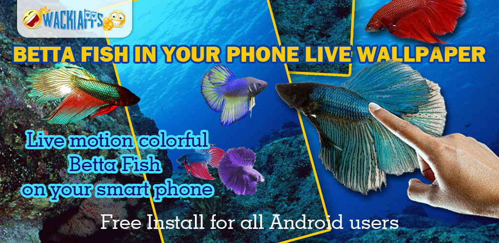 Coral Reef Fish - HD Wallpaper 