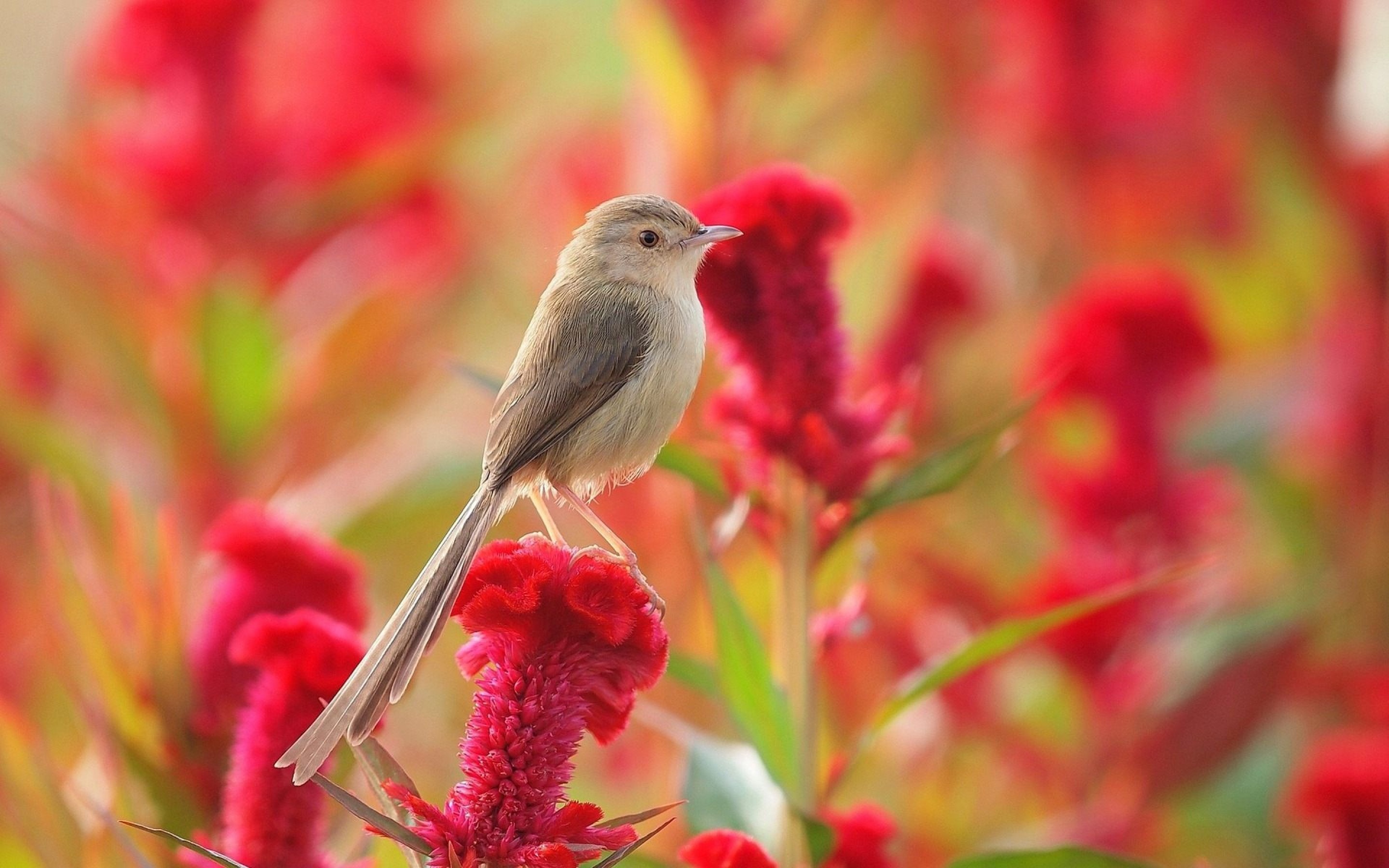 Beautiful Sparrow Images Hd - HD Wallpaper 