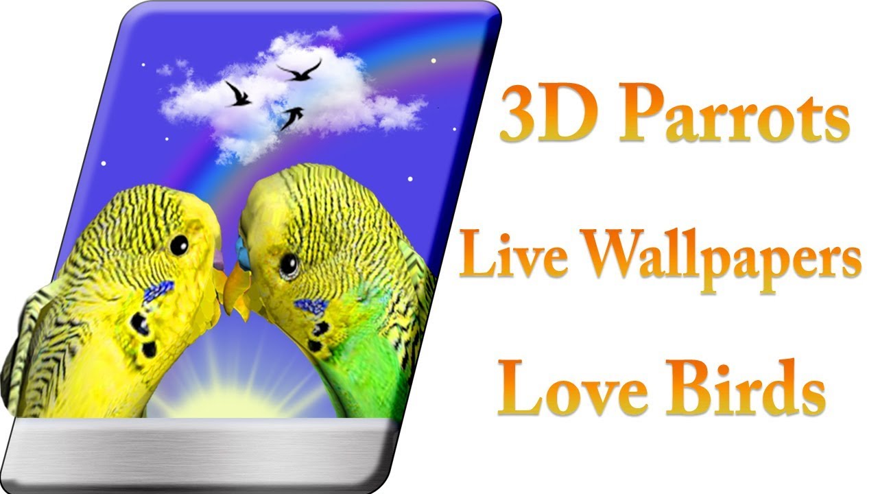 Budgie - HD Wallpaper 