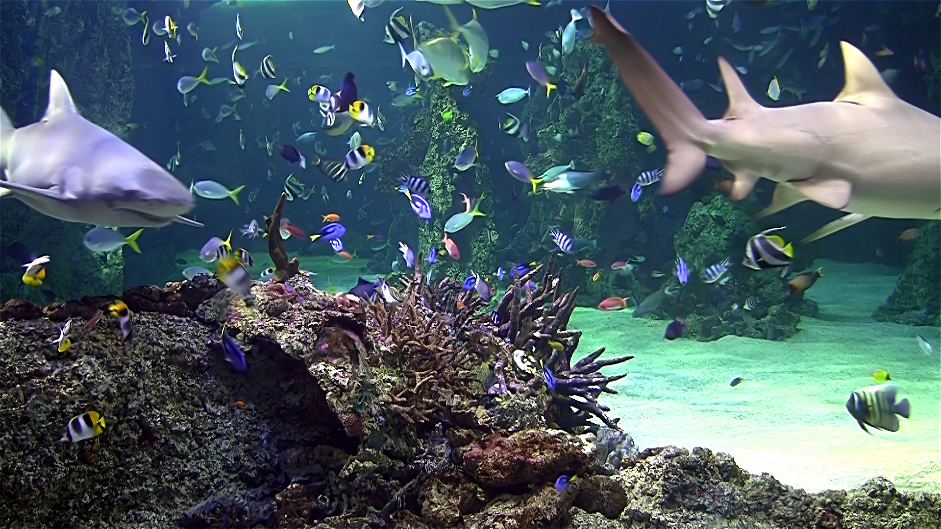 Download Screensaver Aquarium 3d Gratis Image Num 18