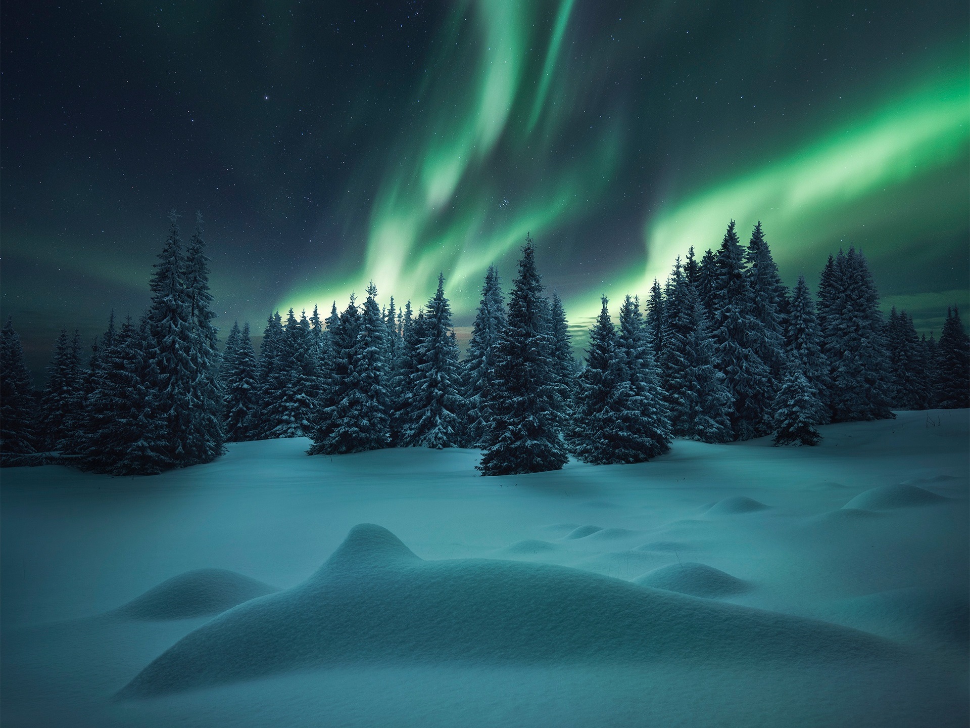 Wallpaper Northern Lights, Forest, Trees, Winter, Snow, - Nieve Noche - HD Wallpaper 