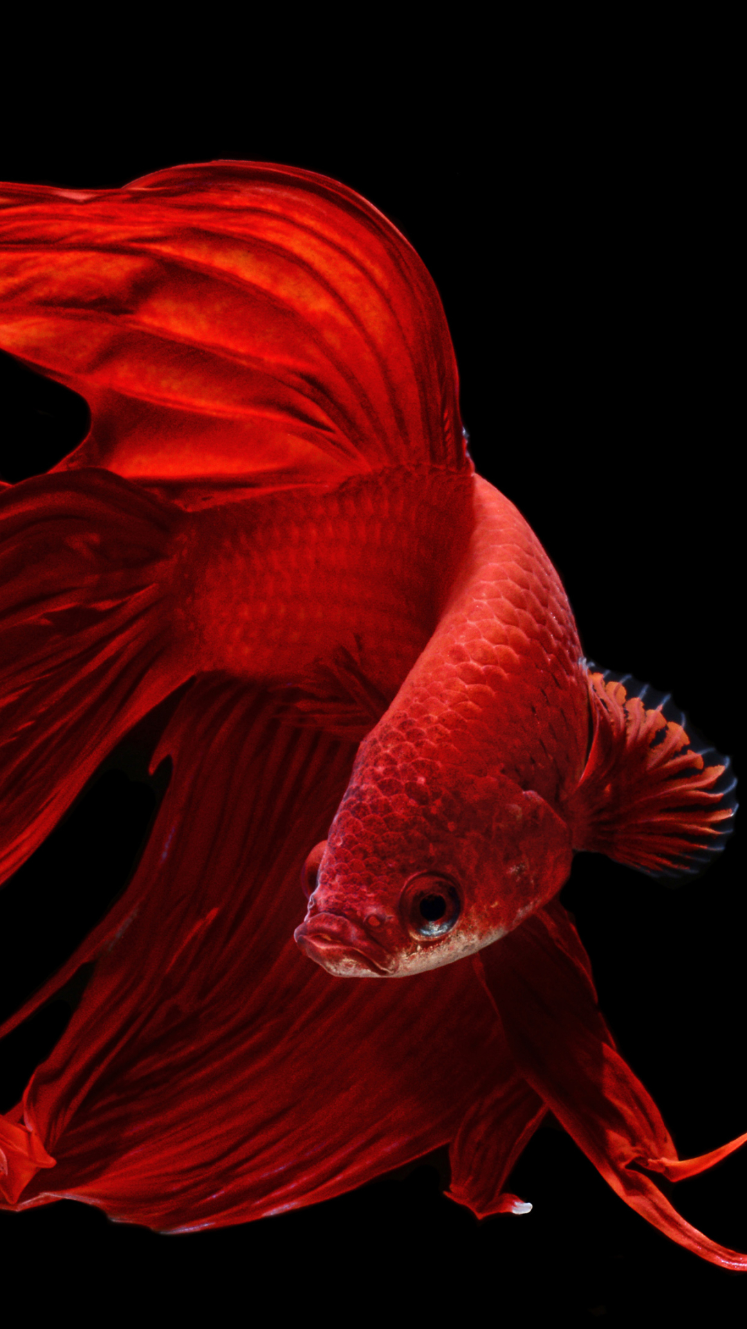 Red Fish Black Background - HD Wallpaper 