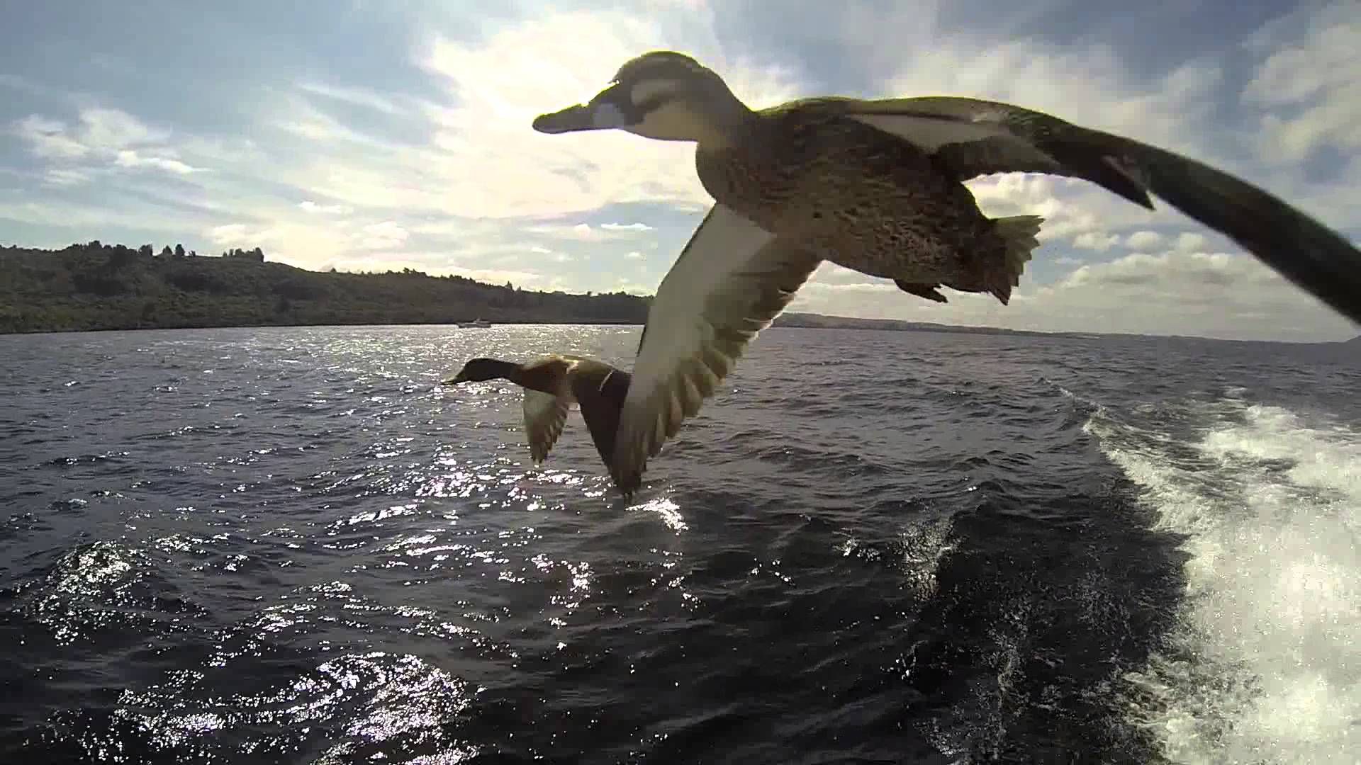 Ducks Flying - HD Wallpaper 