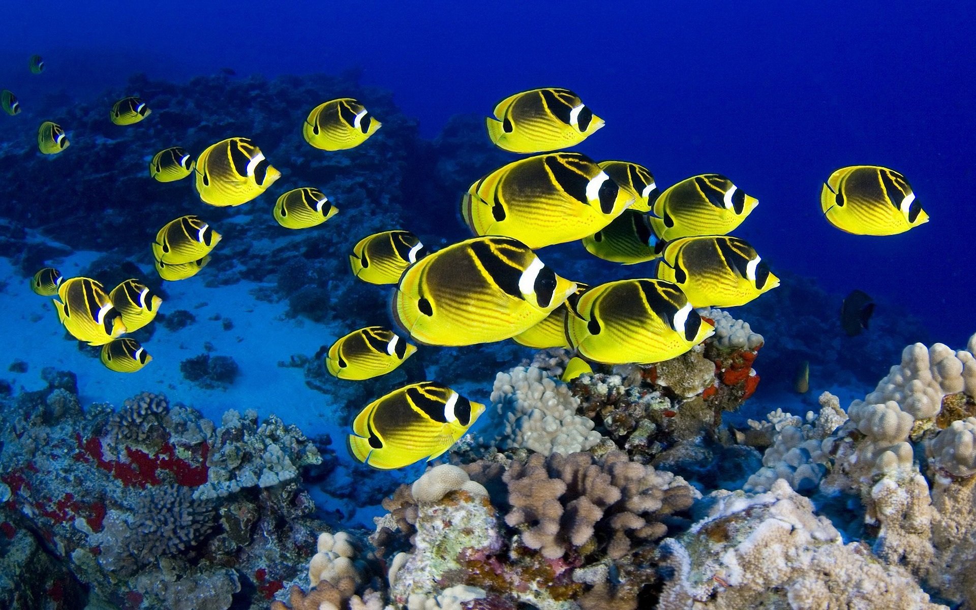 D Aquarium Live Fish Free Wallpaper Download - Fond D Ecran Poisson - HD Wallpaper 