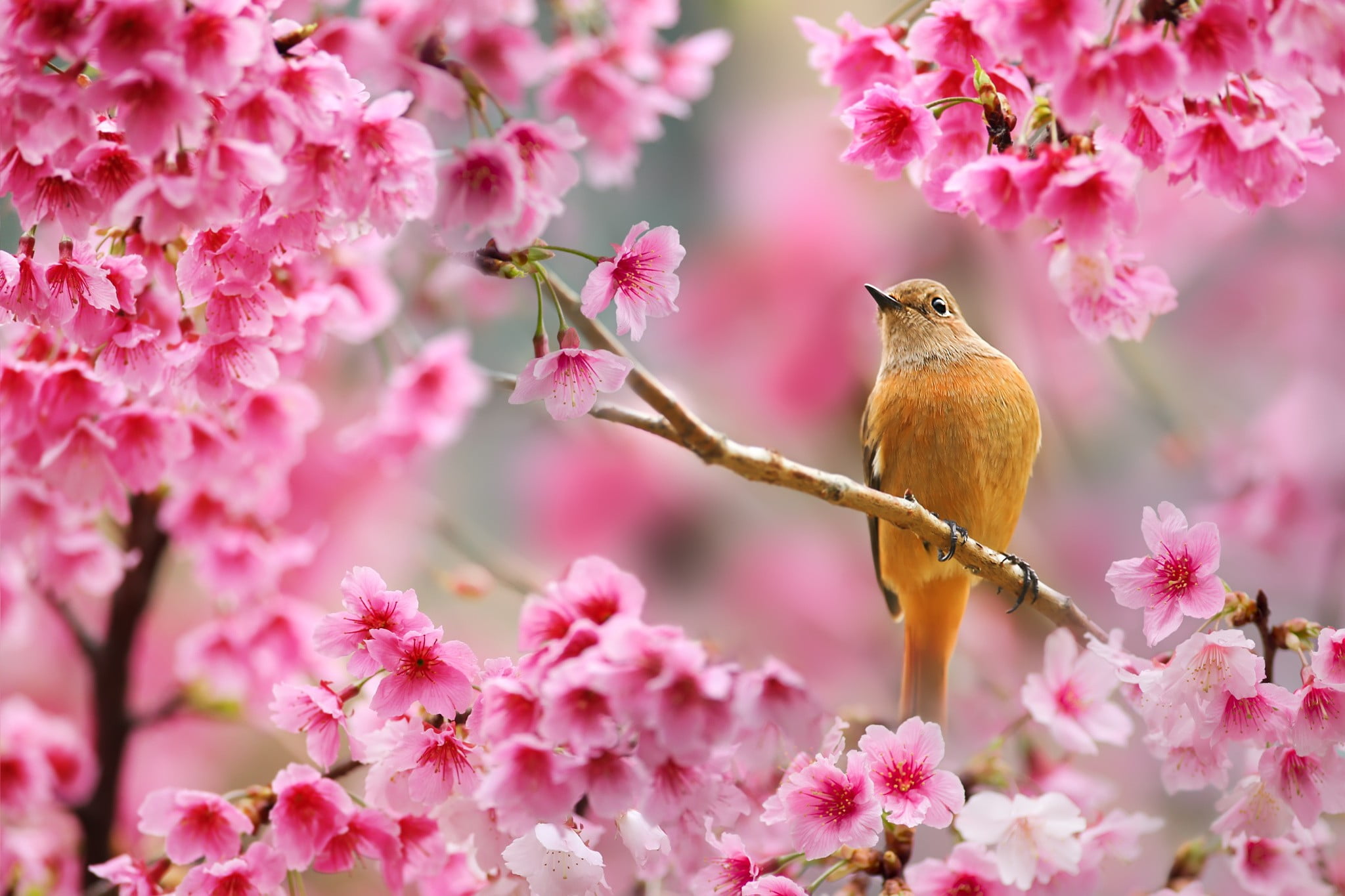 Cherry Blossom Spring Flower - HD Wallpaper 