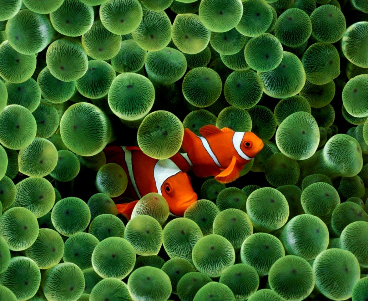 Clown Fish Wallpapers 1177x962 Wallpaper Teahub Io