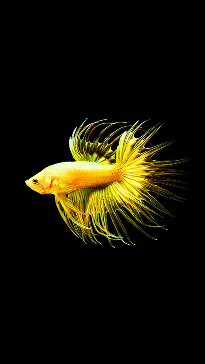 Gold Crowntail Betta Fish - HD Wallpaper 