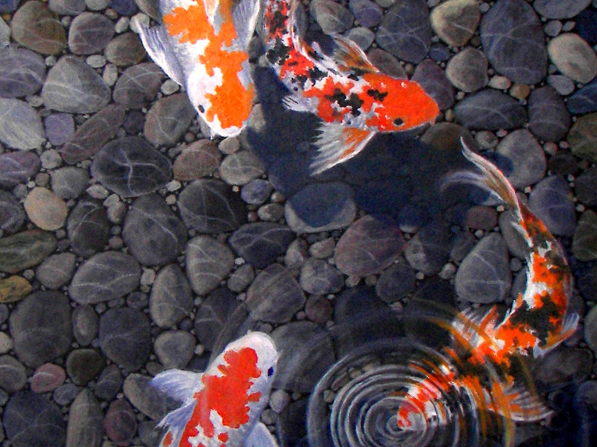 Koi Fish Wallpaper Iphone - HD Wallpaper 