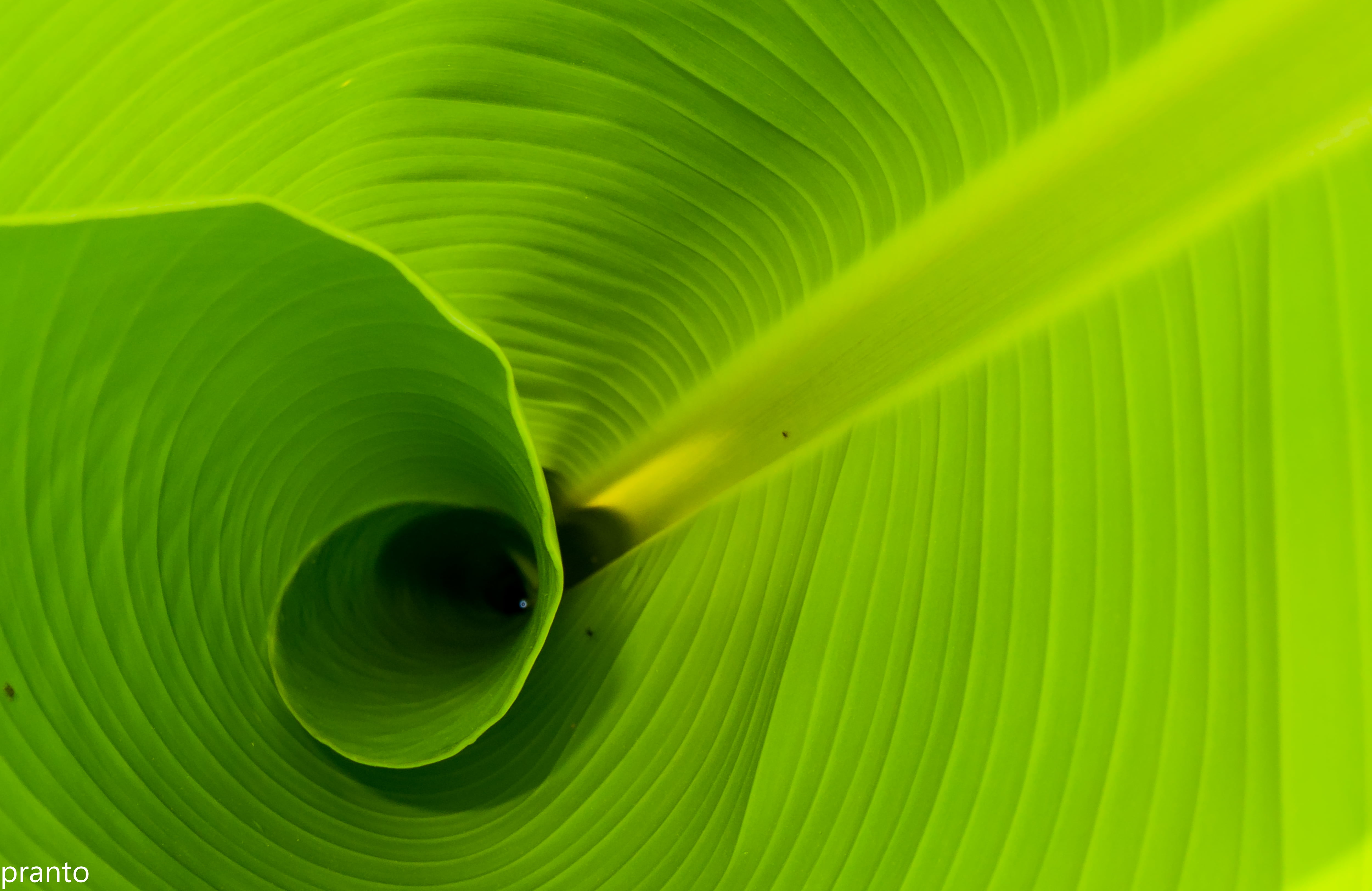 Banana Leaf - HD Wallpaper 