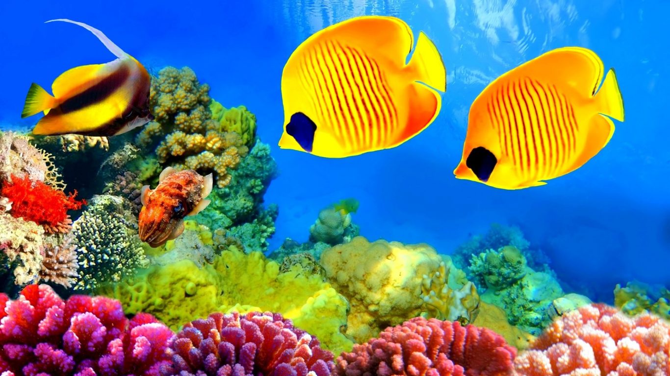 High Resolution Coral Reef - HD Wallpaper 