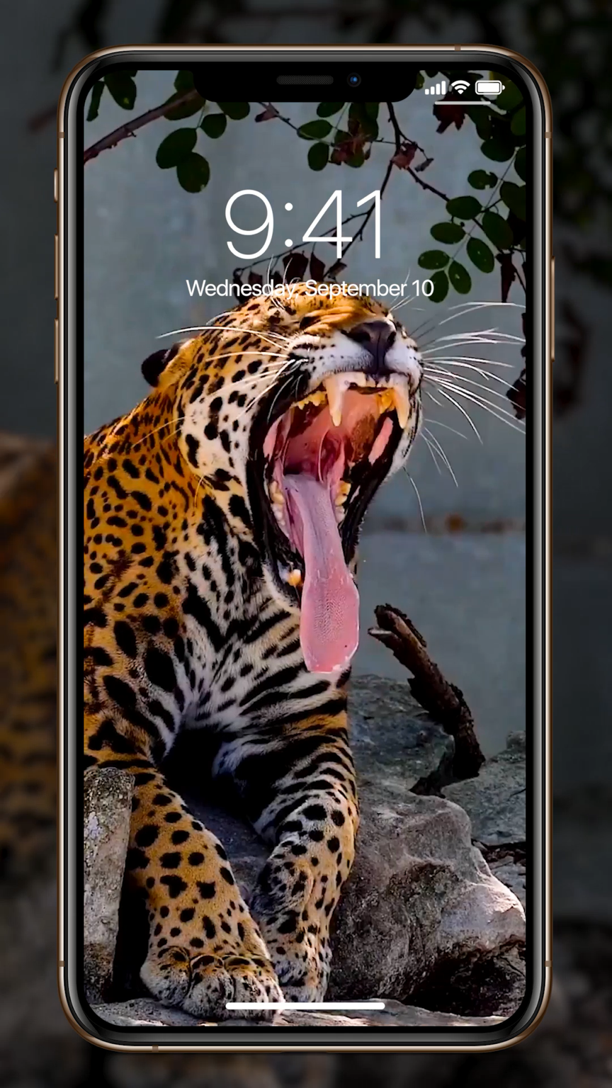 Iphone Live Wallpaper Animal - 864x1536 Wallpaper 