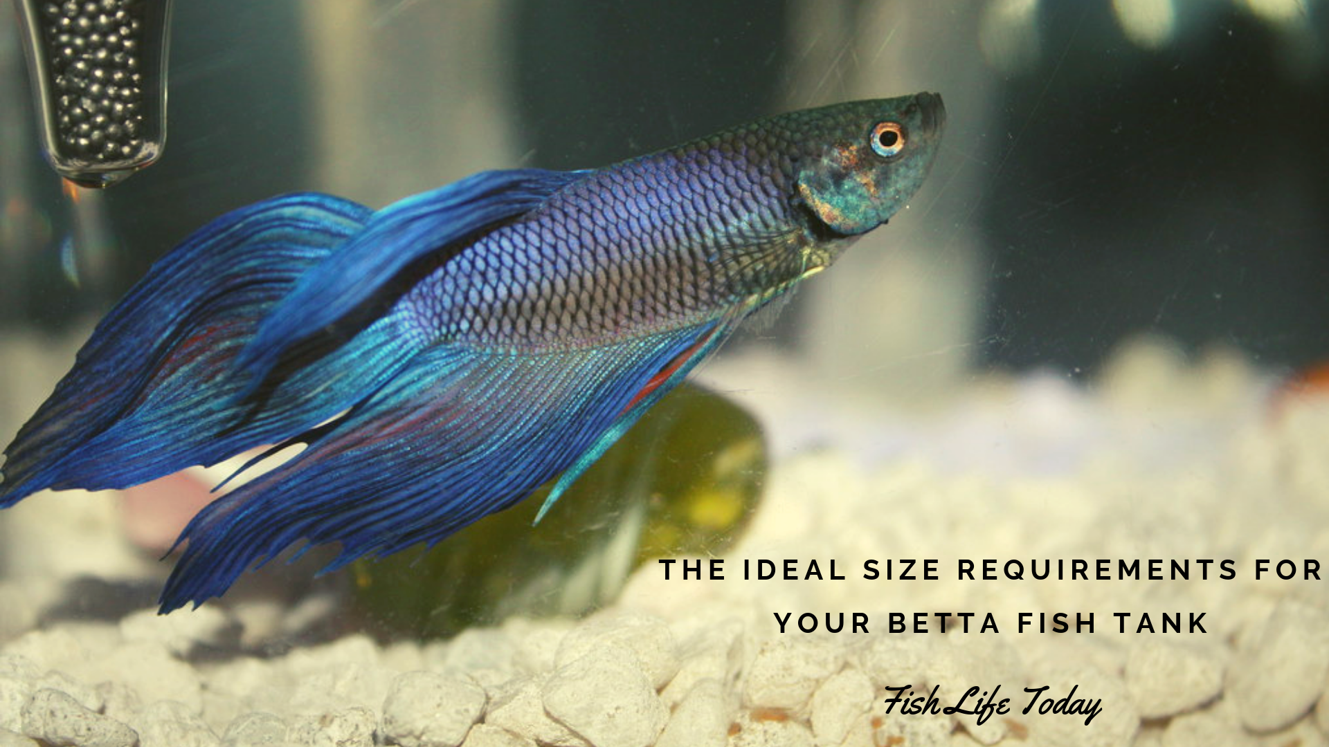 Betta Tank - Pomacentridae - HD Wallpaper 