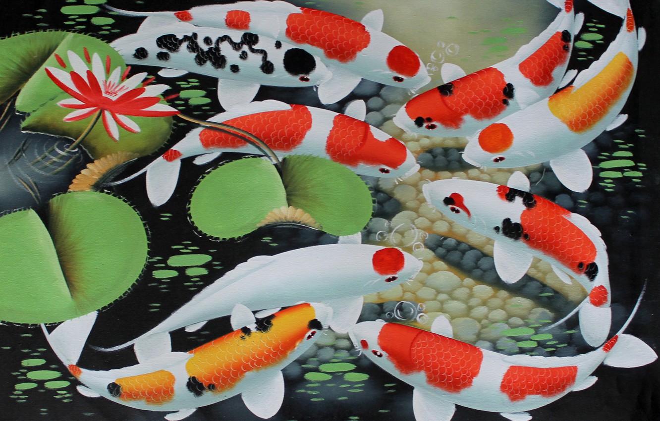 Photo Wallpaper Water, Fish, Art, Lotus, Goldfish, - Koi - HD Wallpaper 