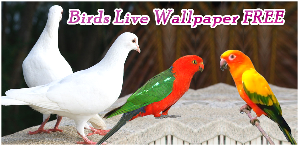 White Two Pigeon Bird - HD Wallpaper 