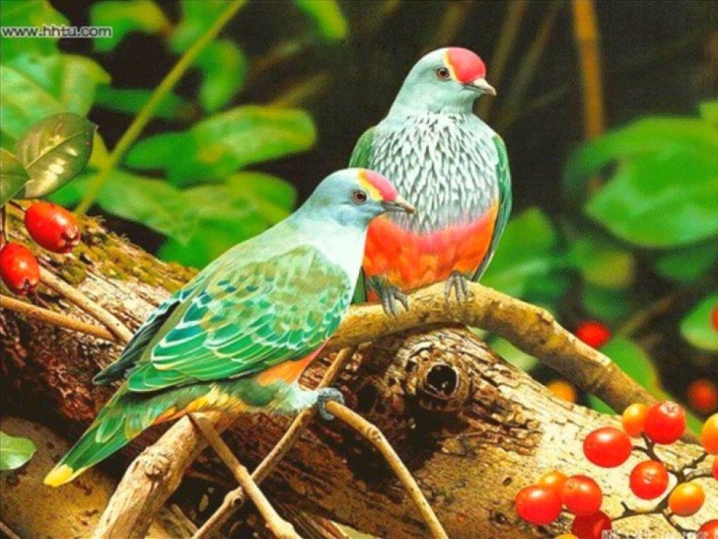 Very Beautiful Birds - HD Wallpaper 