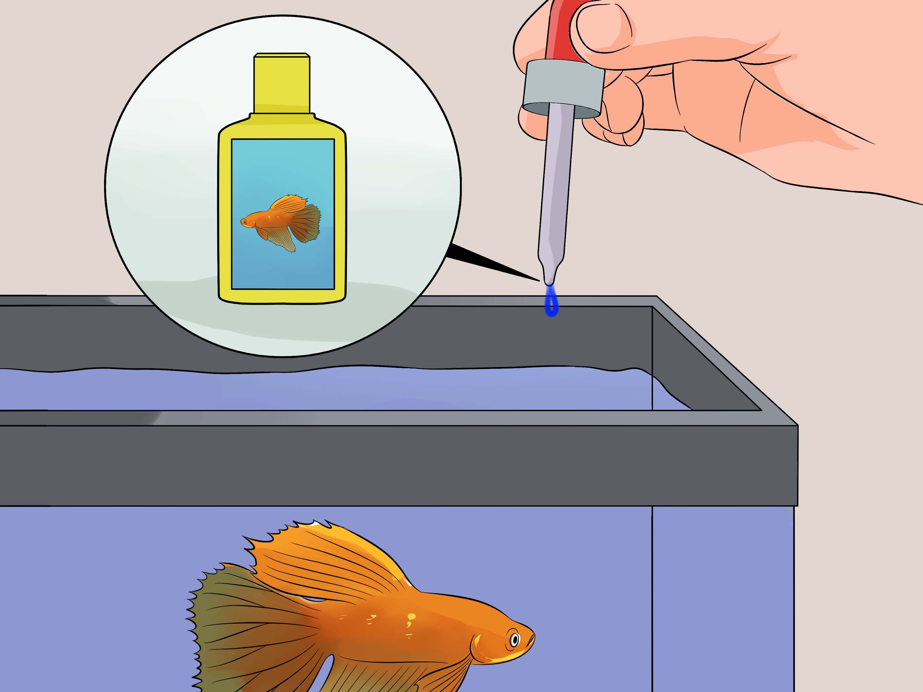 Image Titled Save A Dying Betta Fish Step - Do U Know If A Fish - HD Wallpaper 