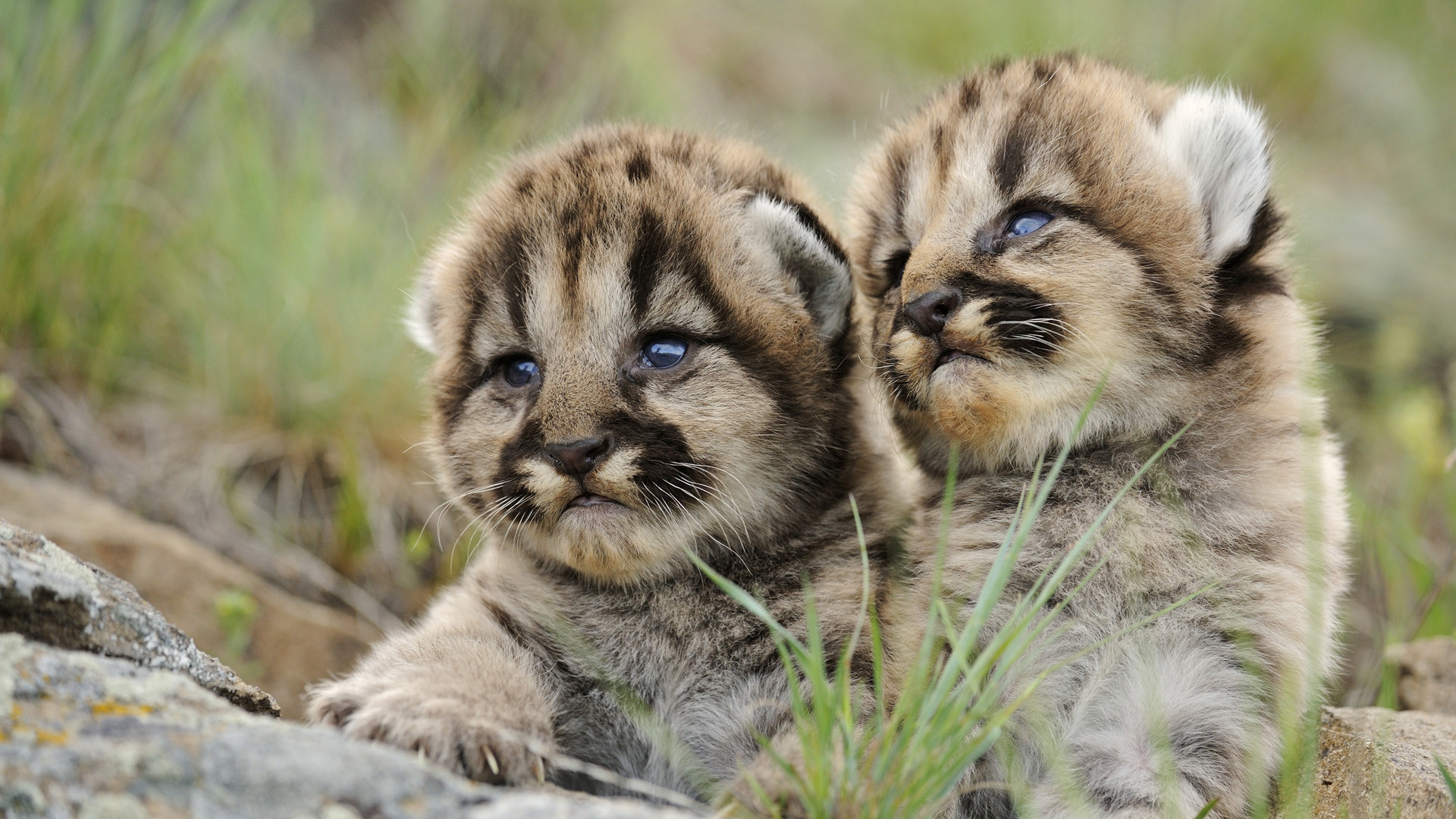 1920x1080, Desktop Hd Free Live Animals Wallpaper Download - Down Syndrome Baby Lion - HD Wallpaper 