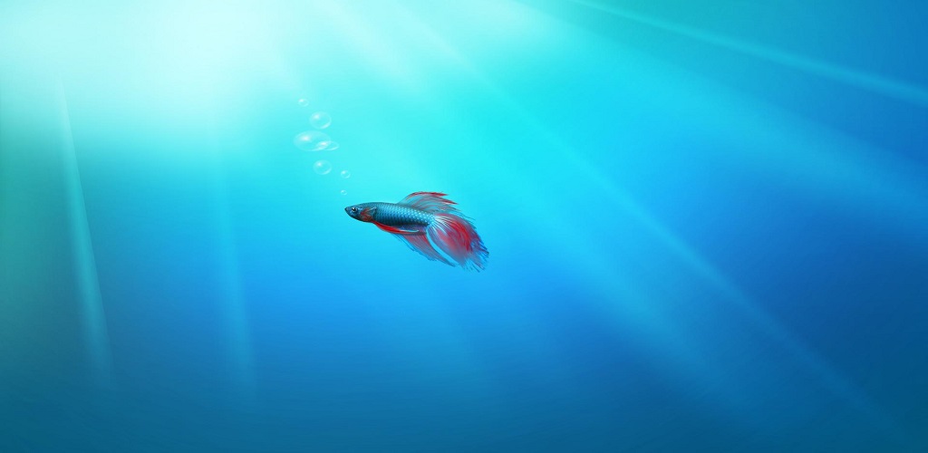Windows 7 Beta Fish - HD Wallpaper 