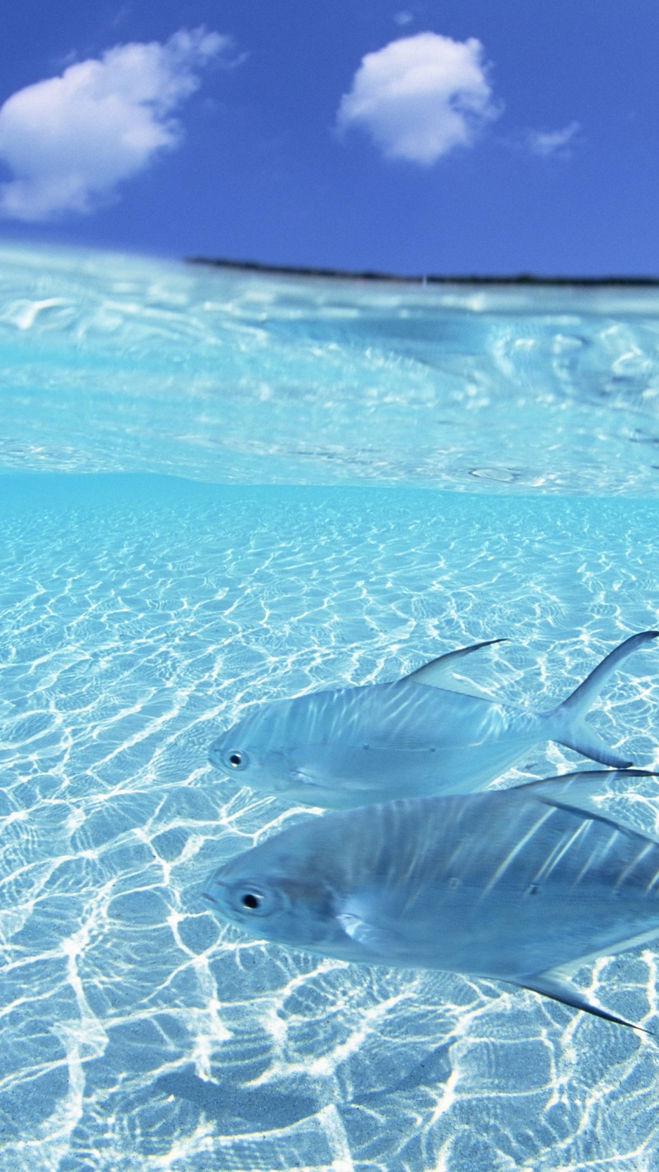 Wallpaper Fish, Steam, Shallow Water, Island - Pisos Y Paredes En 3d - 938x1668 Wallpaper Wallpaper Fish, Steam, Shallow Water, Island - Pisos Y Paredes En 3d - 938x1668 Wallpaper