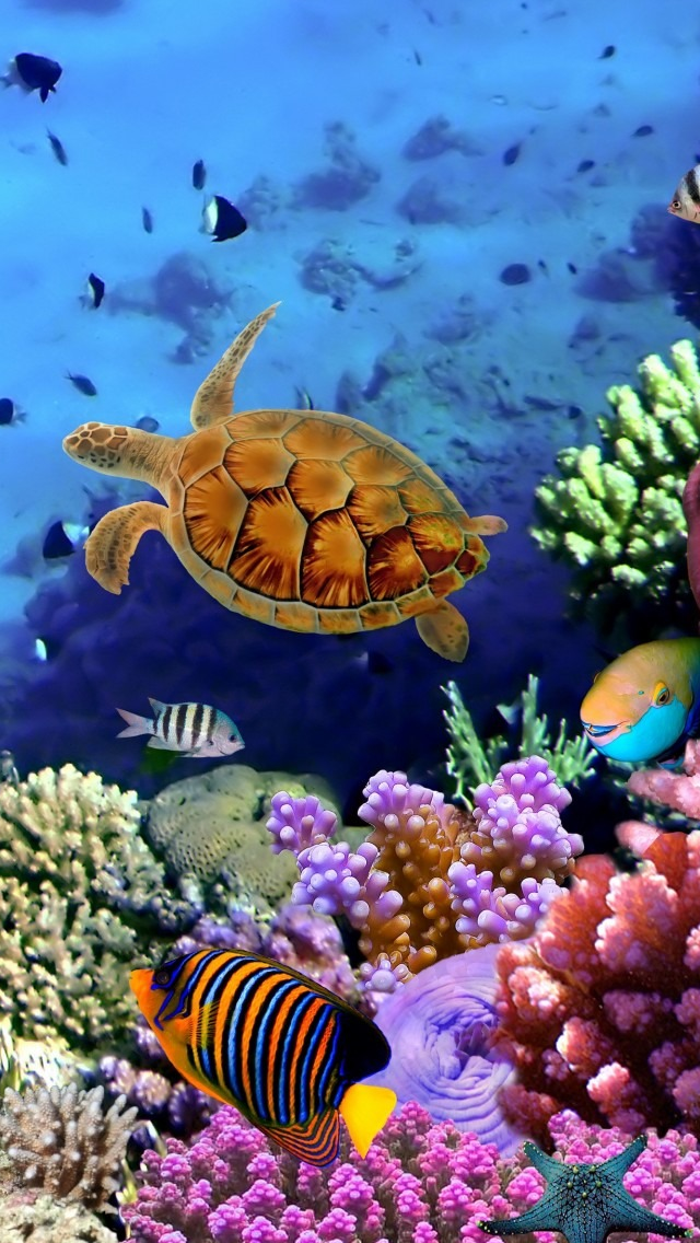 Seabed Fish Iphone Wallpaper - Under The Sea Real - HD Wallpaper 