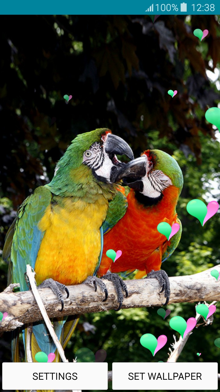 Live Wallpapers - Love Birds - Live Bird - 720x1280 Wallpaper Live Wallpapers - Love Birds - Live Bird - 720x1280 Wallpaper