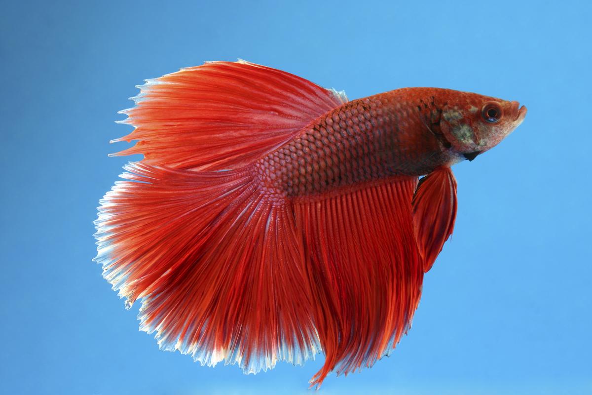 Males Betta Fish Can Live With Other Fish Species - Twintail Halfmoon Betta Red - HD Wallpaper 
