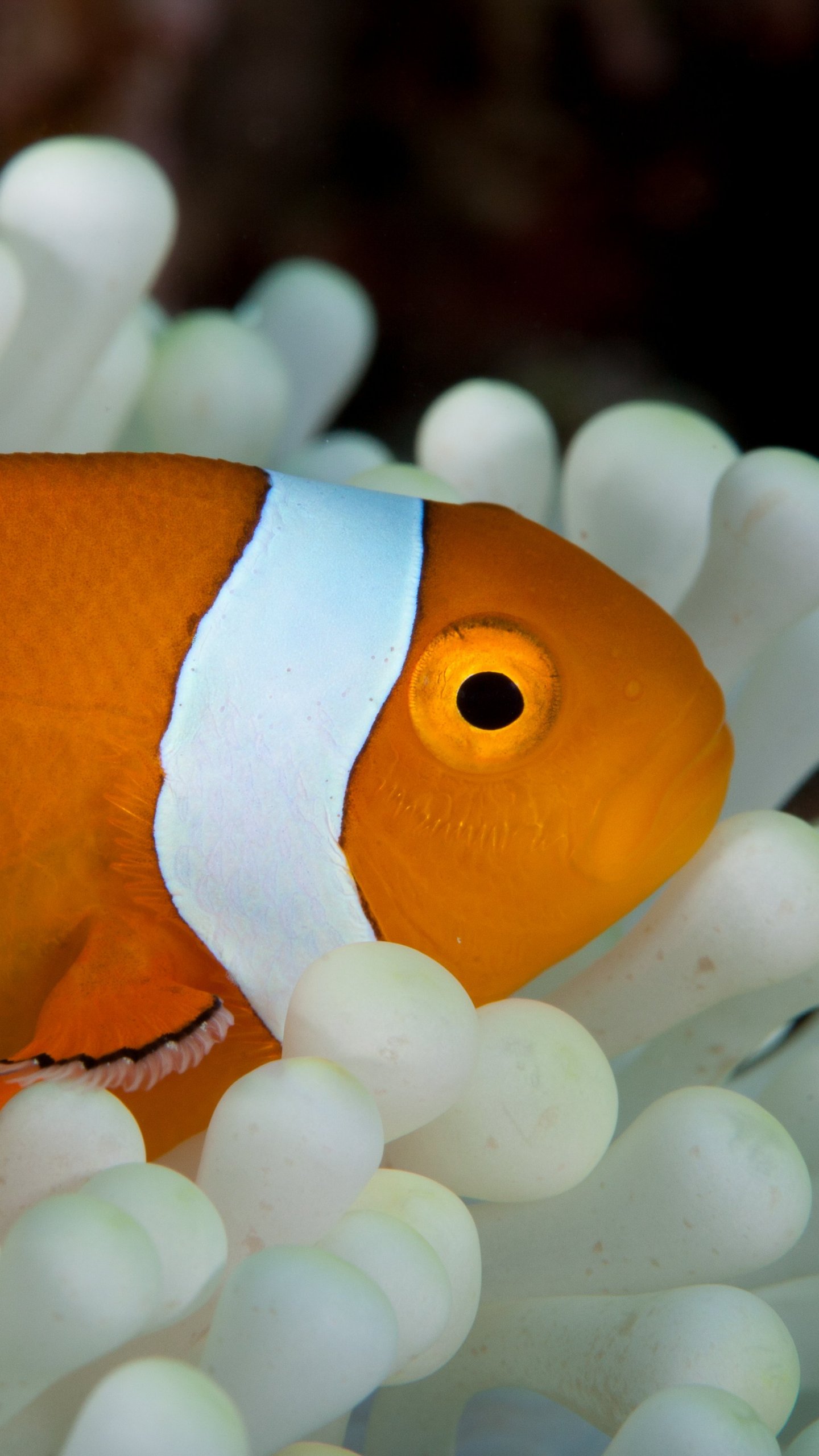 Coral Reef Fish - HD Wallpaper 