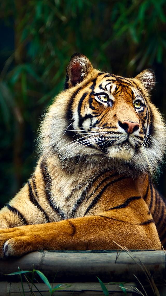 Live Wallpapers Hd For Iphone By Yunus Amin Abdullah - Tiger Hd Wallpaper  Iphone - 640x1136 Wallpaper 