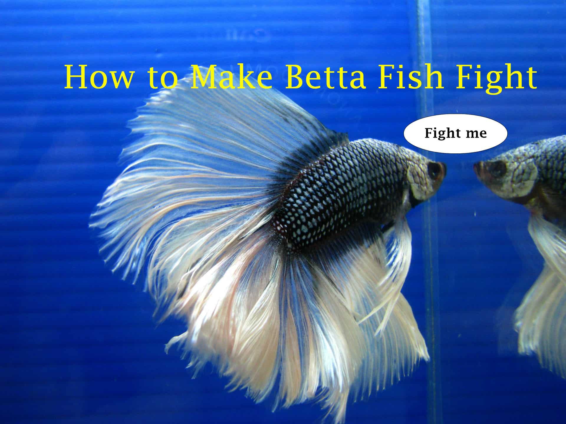 Betta Fish Fight - Betta Fish - HD Wallpaper 