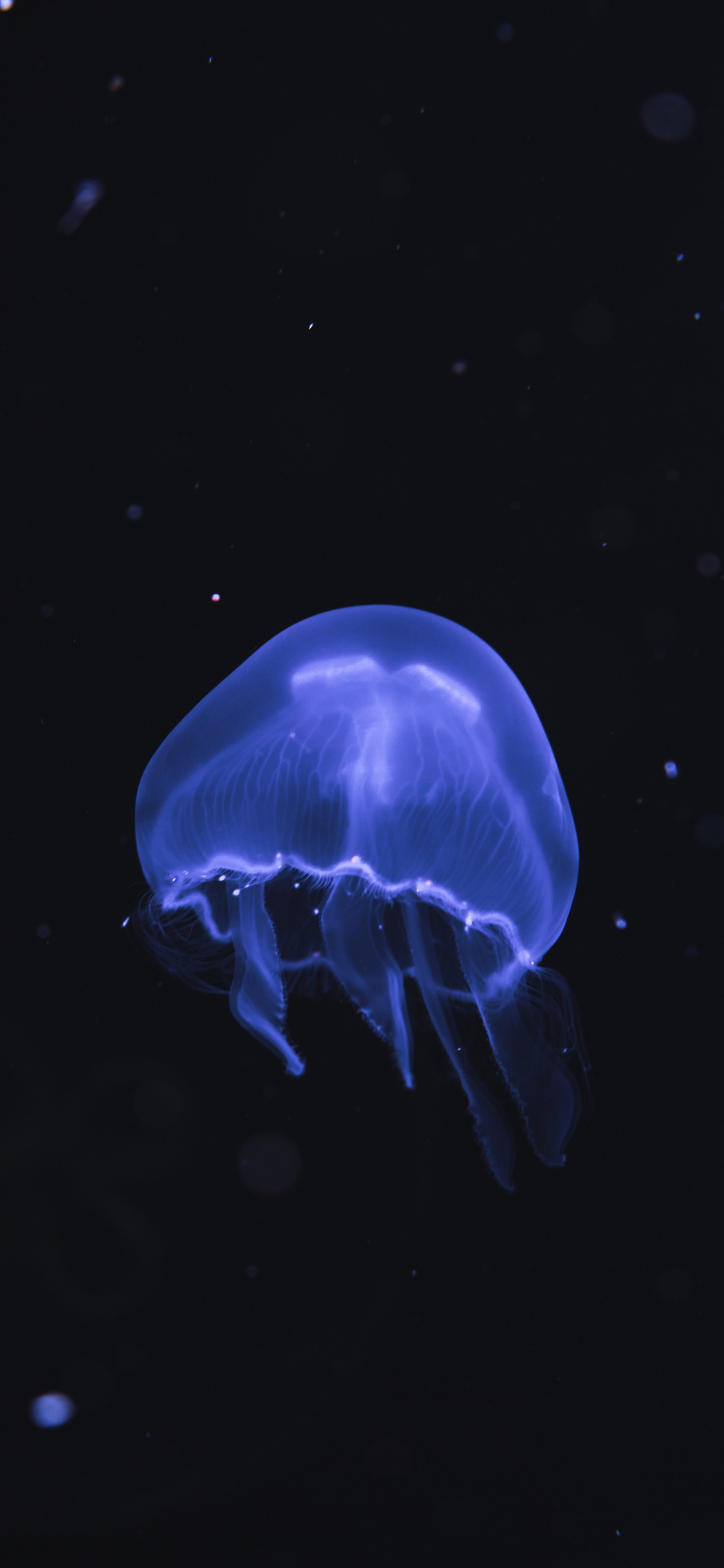 Blue Jellyfish, Underwater, Dark, Fish, Wallpaper - Iphone X Fish Backgrounds - HD Wallpaper 