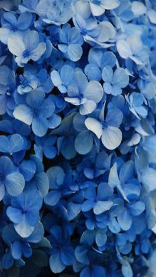 Flower Wallpaper, Tumblr Wallpaper, Wallpaper - Blue Flowers - HD Wallpaper 