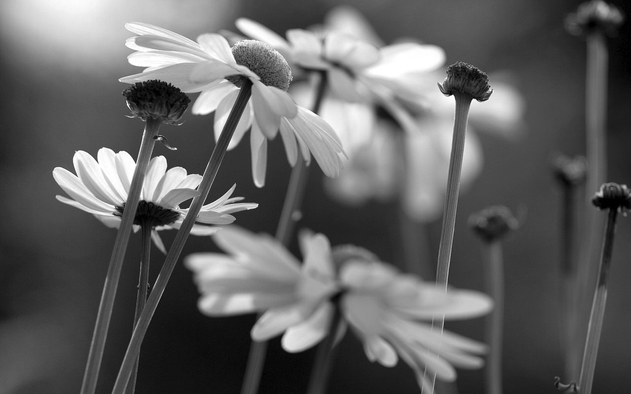 Black And White Flower Background - Boynu Bukuk Solmuş Papatya - HD Wallpaper 