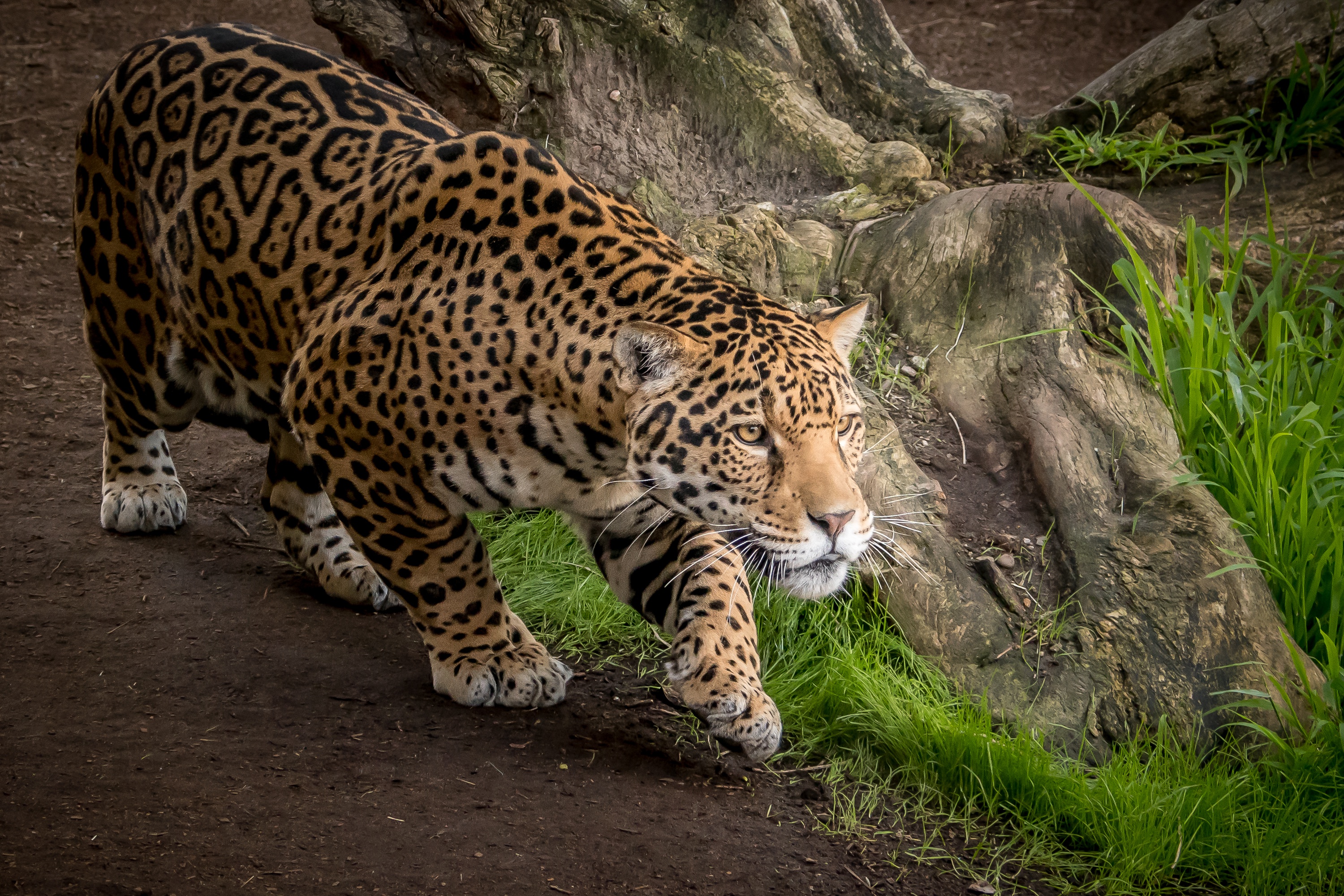 Jaguar Animal Hd - HD Wallpaper 