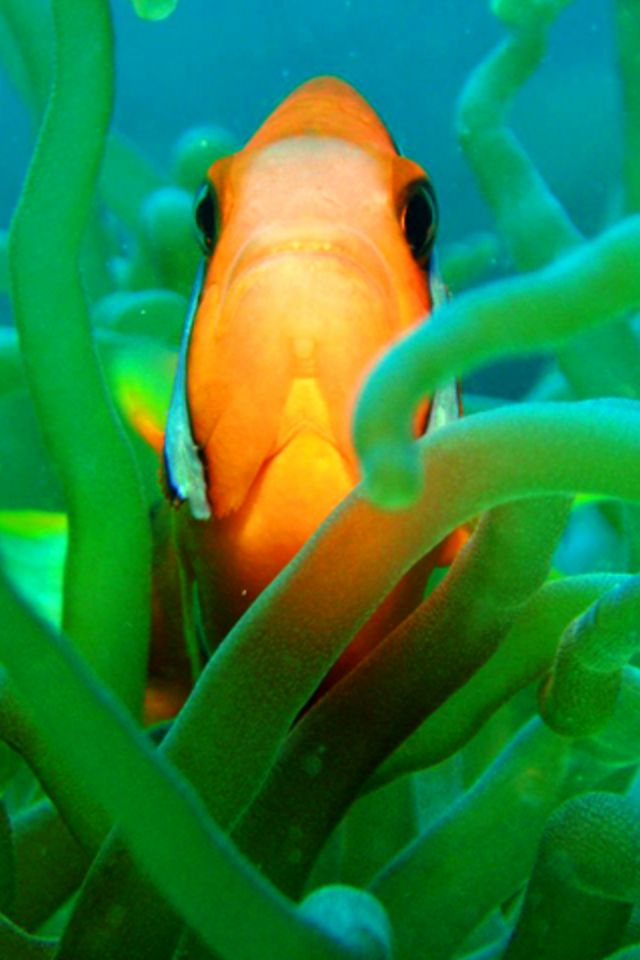 Clown Fish Wallpaper - Fish Gold Hd Wallpaper For Iphone - HD Wallpaper 