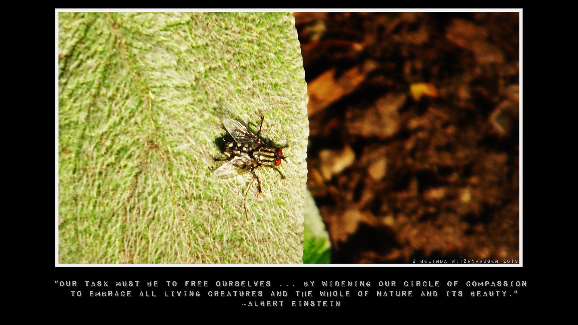 Einstein Wallpaper - Ant - HD Wallpaper 