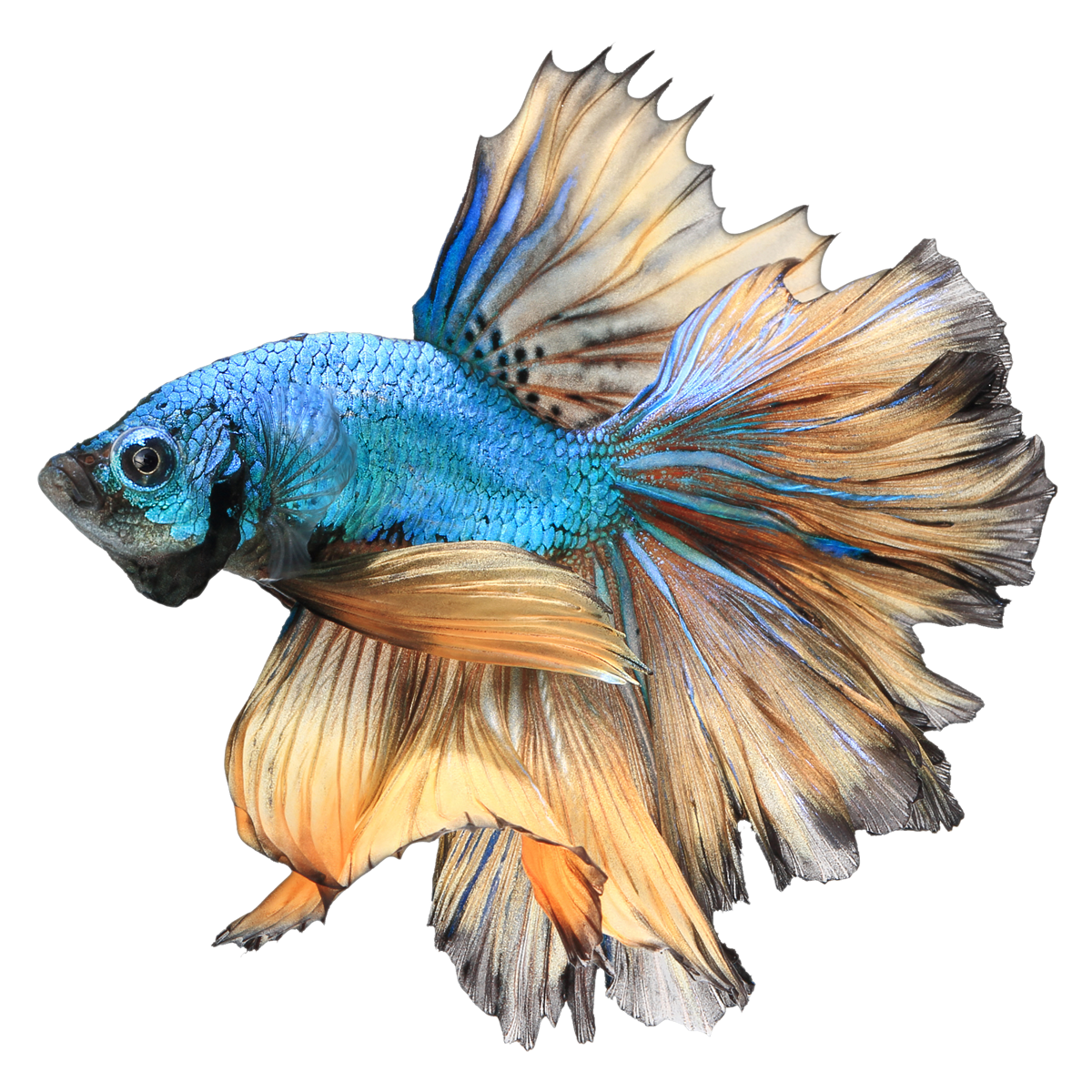 Clip Art Siamese Fighting Channoides Aquarium - Realistic Betta Fish Drawing - HD Wallpaper 