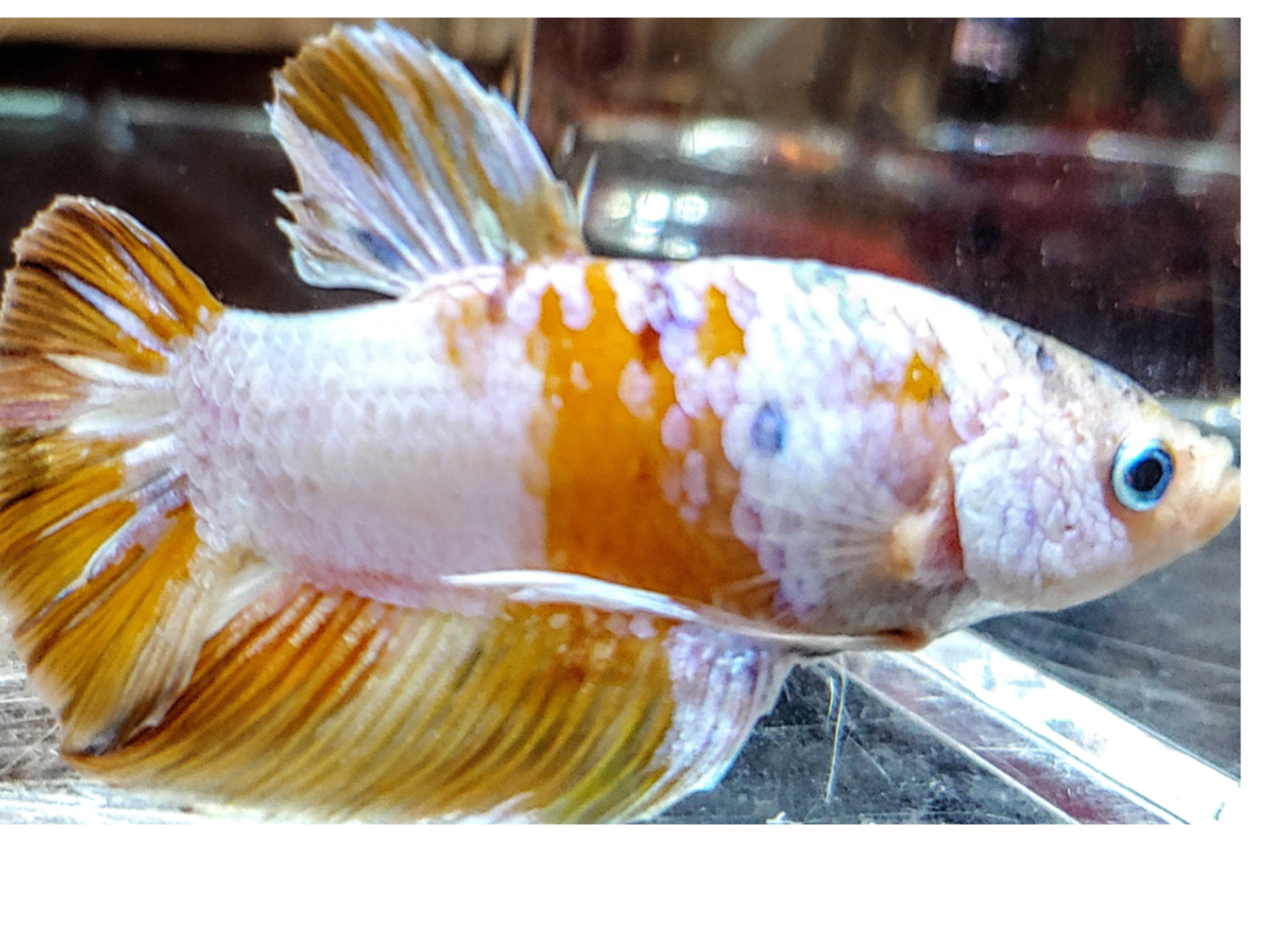 Feeder Fish - HD Wallpaper 