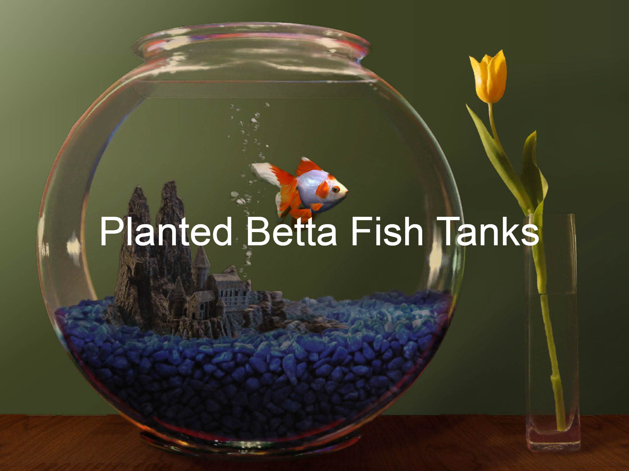 Betta Fish Tank With Plant - Fish Bowl With Gold Fish - HD Wallpaper 