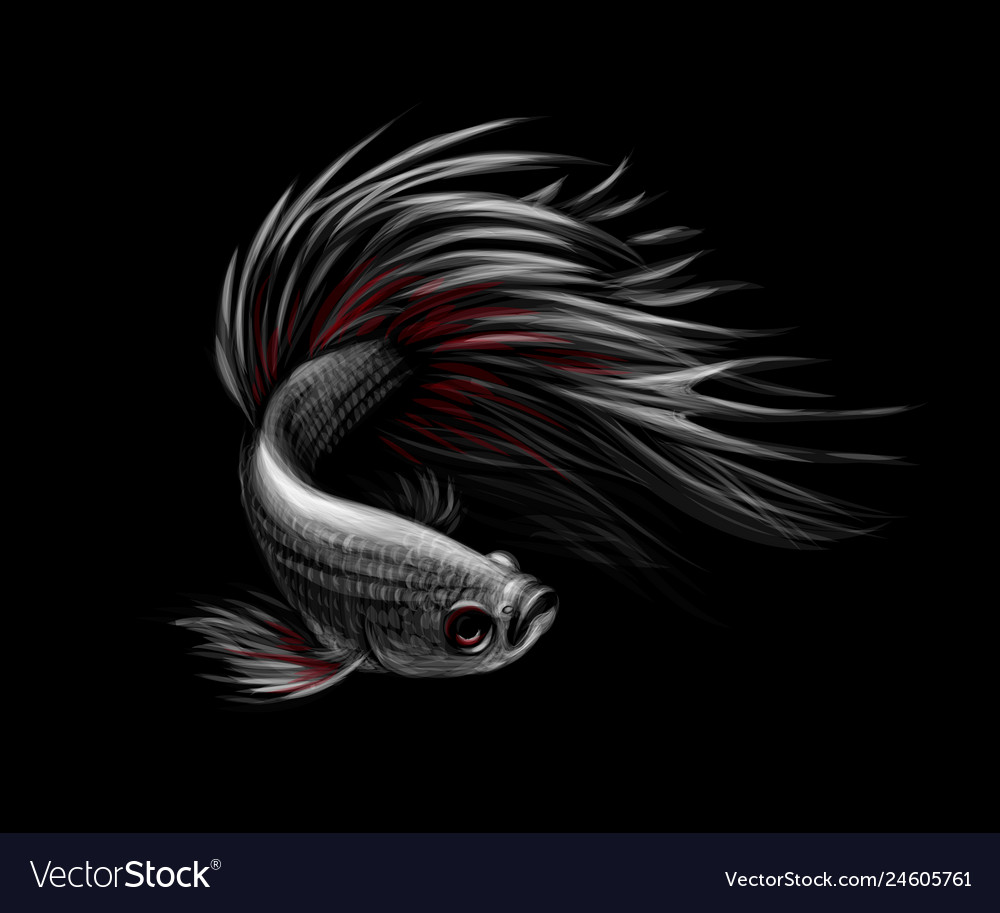Betta Fish Vector Illustration - HD Wallpaper 