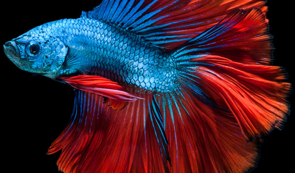 Moving Wallpaper Photos Fish - HD Wallpaper 
