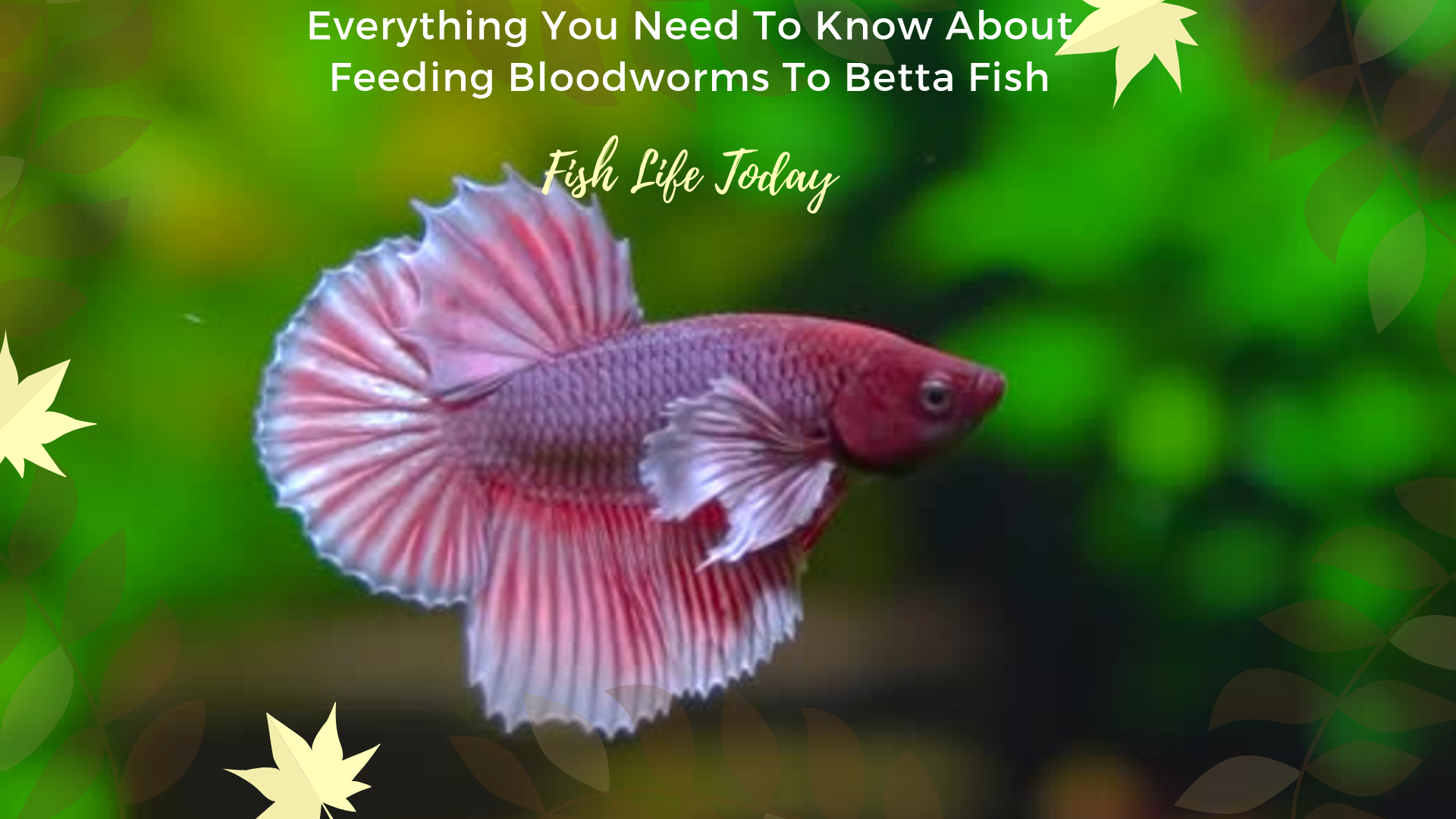 Feeding Bloodworms To Betta Fish Betta Fish 1920x1080 Wallpaper