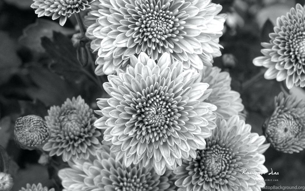 Black Flower Wallpaper Flowers Black And White Chrysanthemum - Black And White Background Hd - HD Wallpaper 