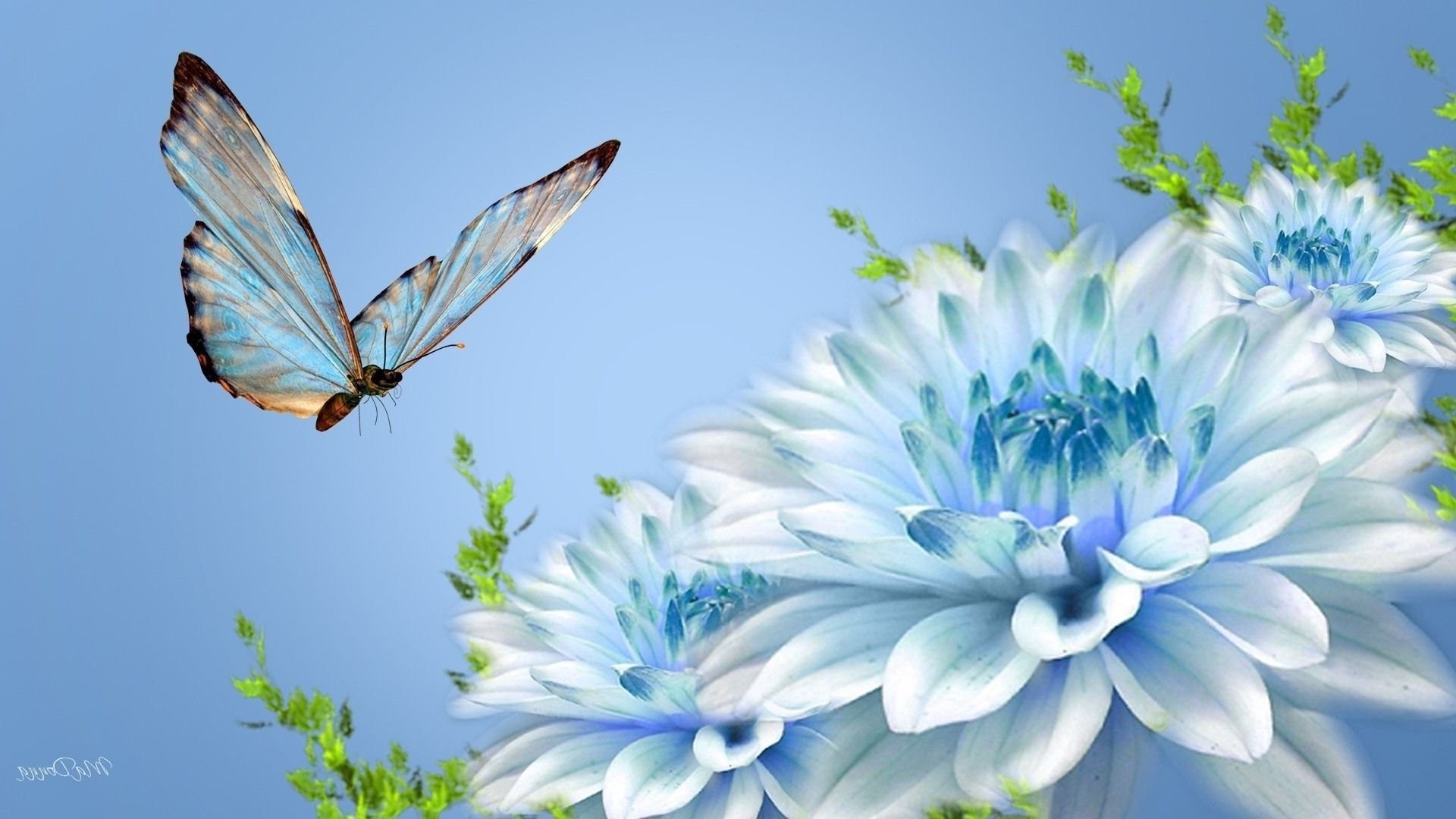 Beautiful Pictures Of Flowers And Butterflies Birds - Blue Butterfly On Flower - HD Wallpaper 