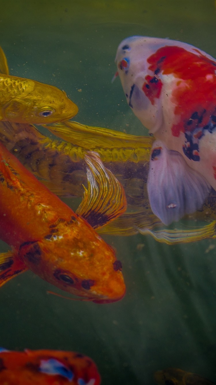 Iphone Wallpaper Koi Fish Colors Water Colour Full Fishes 1280 768 Larger 750x1334 Wallpaper Teahub Io Iphone Wallpaper Koi Fish Colors Water Colour Full Fishes 1280 768 Larger 750x1334 Wallpaper Teahub Io