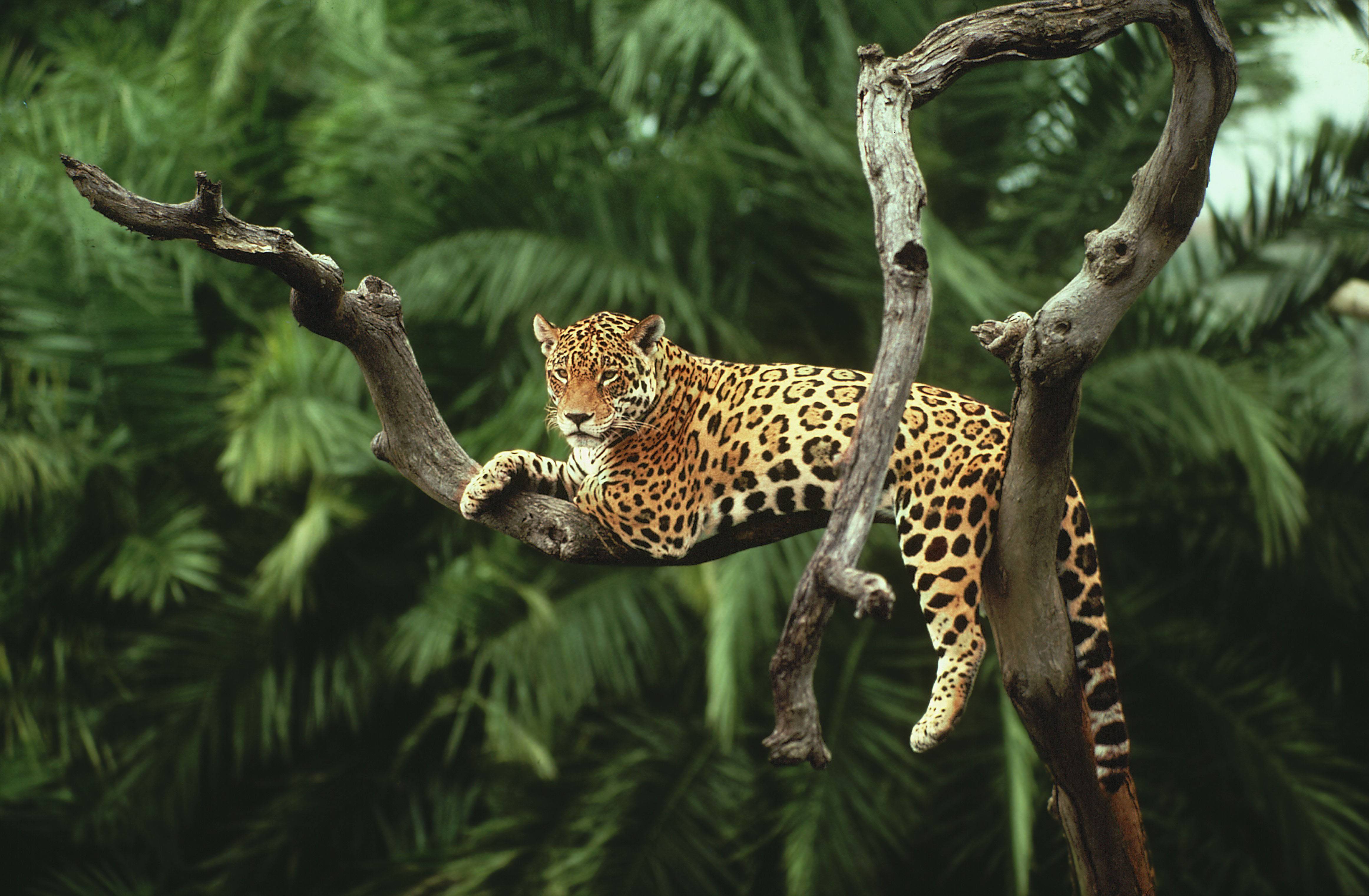 Jaguar Wallpaper, Pc Jaguar Pictures, Ll - Rainforest Animals - HD Wallpaper 