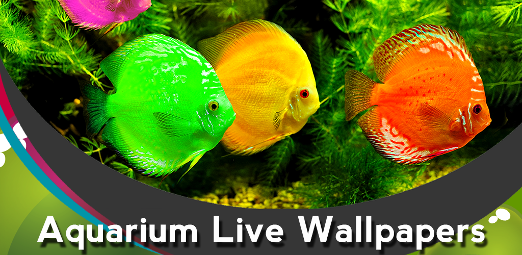 Real Colourful Fish - HD Wallpaper 