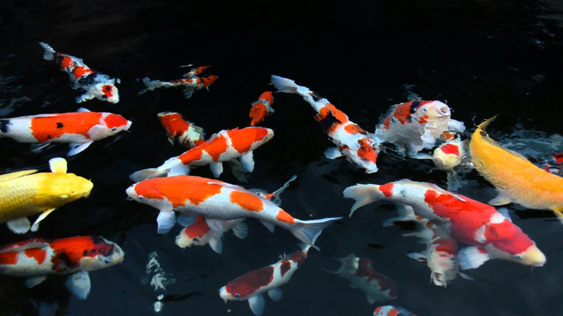 Koi Pond Data Src Free Download Koi Fish Wallpapers - Koi Fi. 