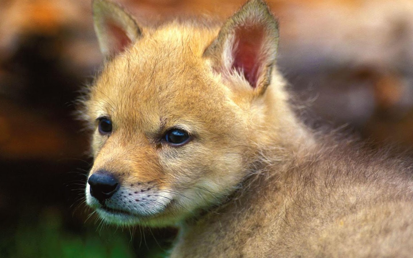 Live Animal Background, Live Animal Wallpapers - Лев С Детьми - HD Wallpaper 